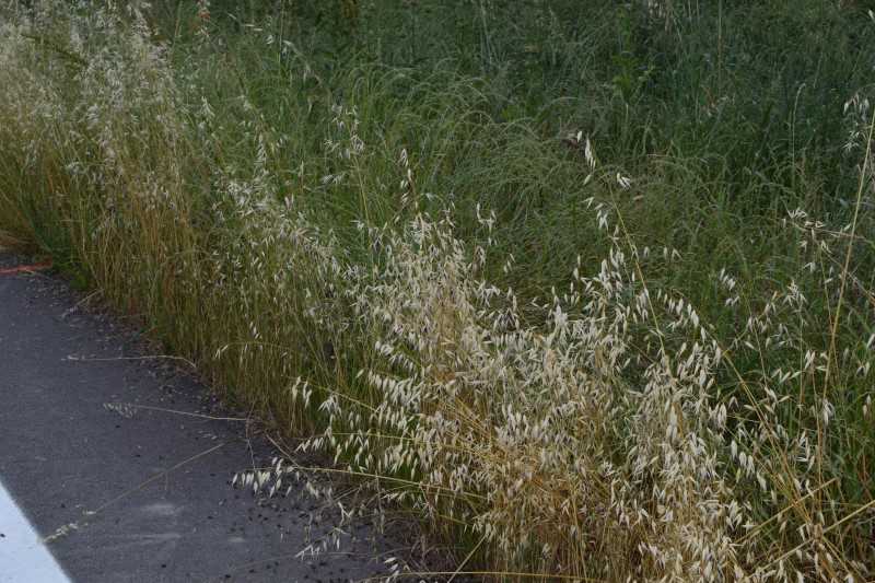 Avena sterilis? ... Avena cfr. sterilis