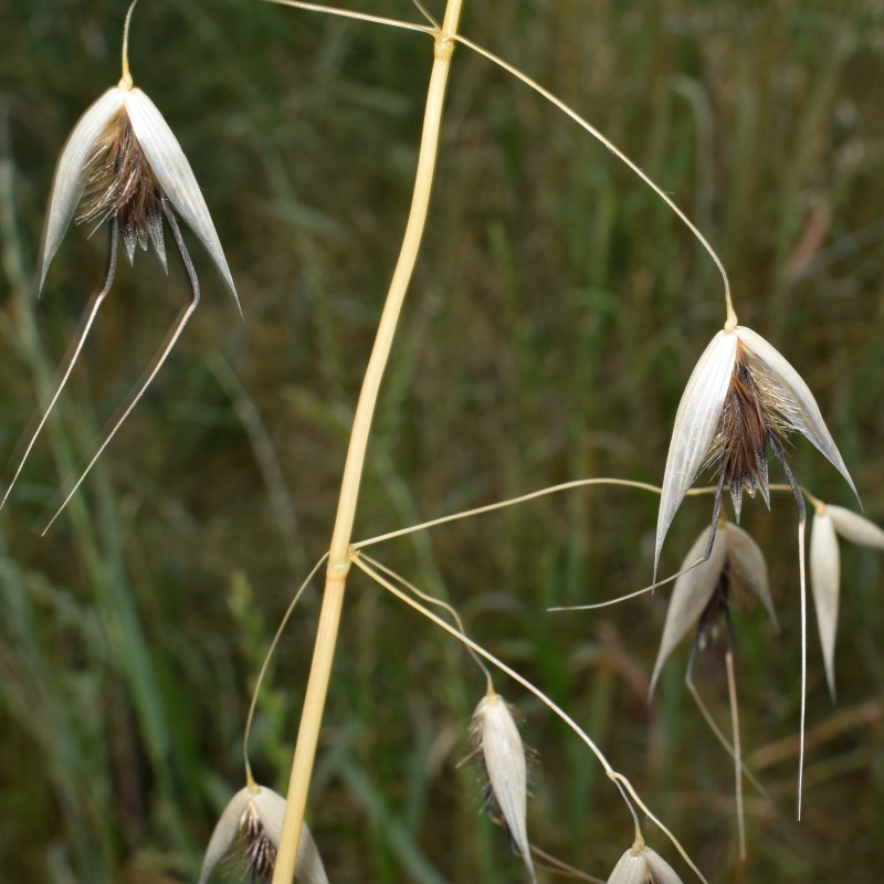 Avena sterilis? ... Avena cfr. sterilis