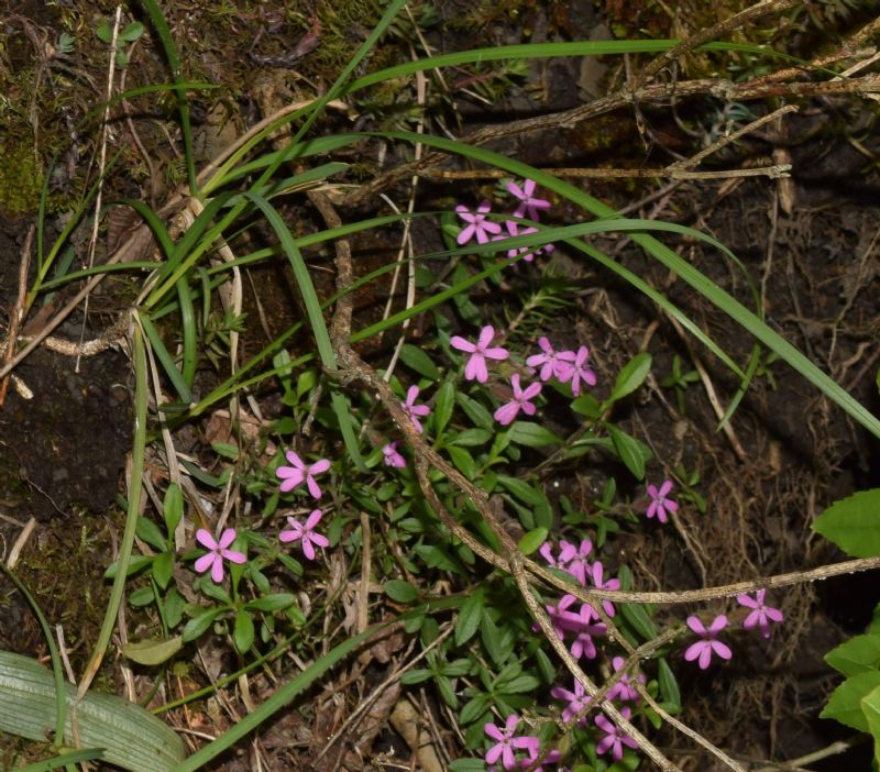 Saponaria ocymoides