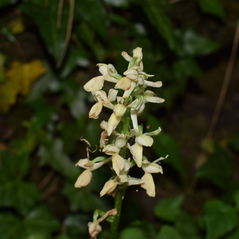 Orchis provincialis