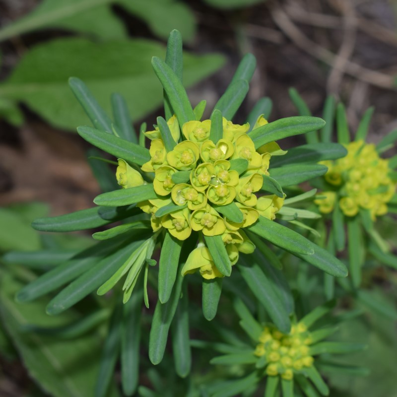 Euphorbia cyparissias