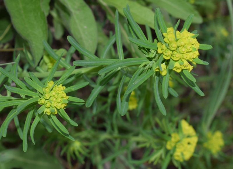 Euphorbia cyparissias