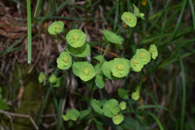 Euphorbia amygdaloides?  S !