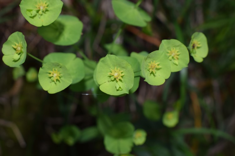 Euphorbia amygdaloides?  S !