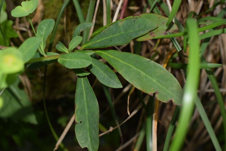 Euphorbia amygdaloides?  S !
