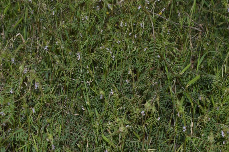 Quale Fabacea?  Ervum gracile (=Vicia tenuissima)