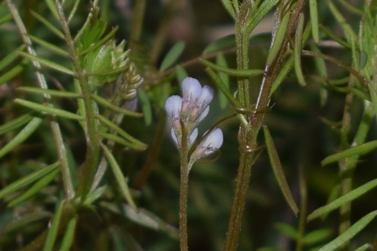 Quale Fabacea?  Ervum gracile (=Vicia tenuissima)