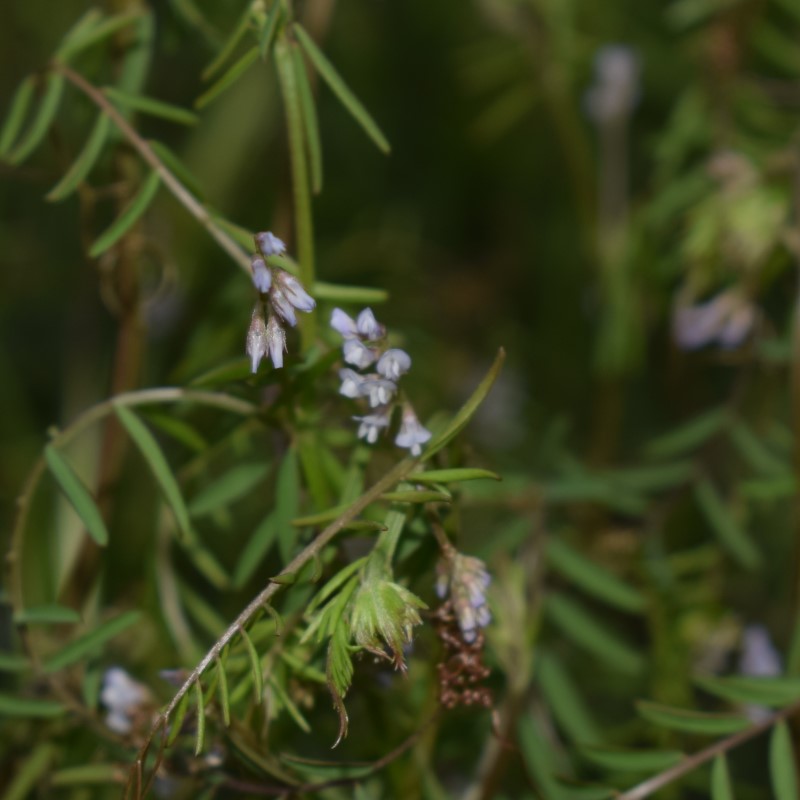 Quale Fabacea?  Ervum gracile (=Vicia tenuissima)