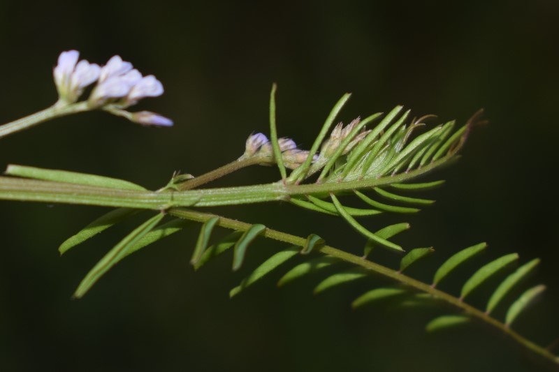 Quale Fabacea?  Ervum gracile (=Vicia tenuissima)
