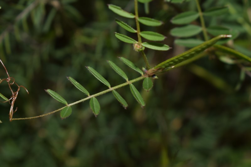 Quale Fabacea?  Ervum gracile (=Vicia tenuissima)