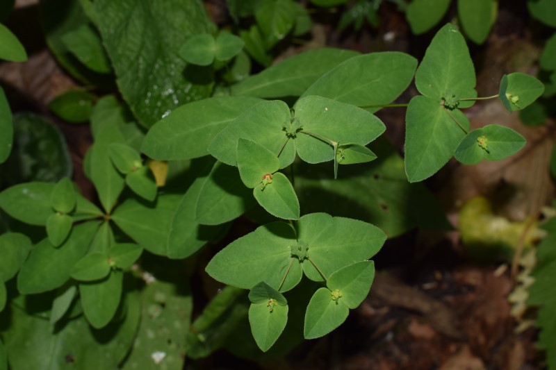 Quale Euphorbia?