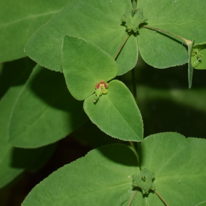 Quale Euphorbia?