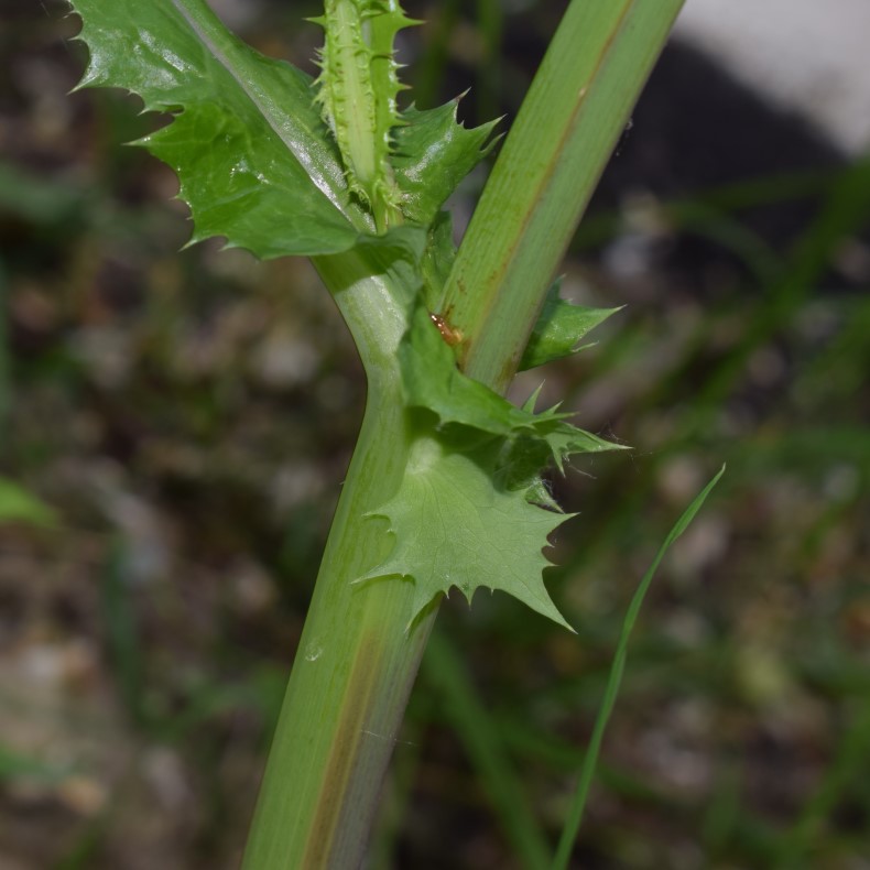 Sonchus asper?