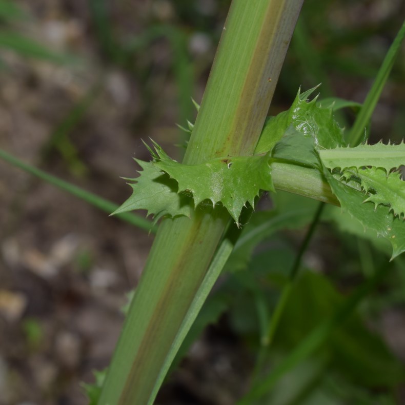 Sonchus asper?