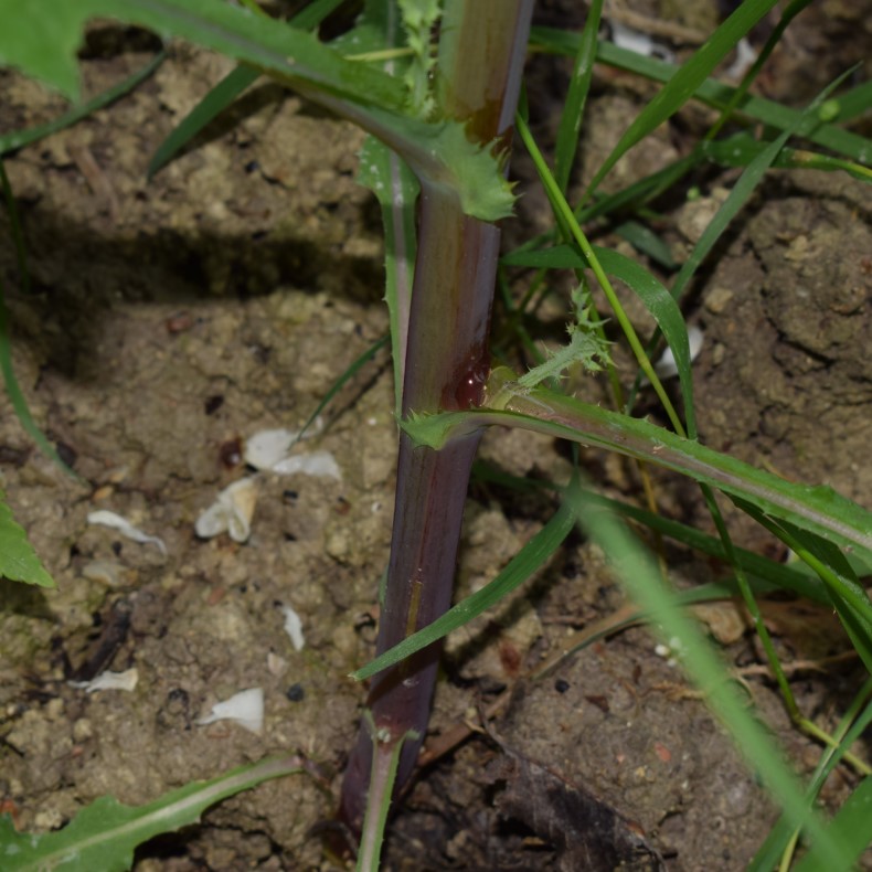 Sonchus asper?