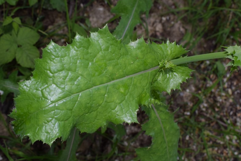 Sonchus asper?