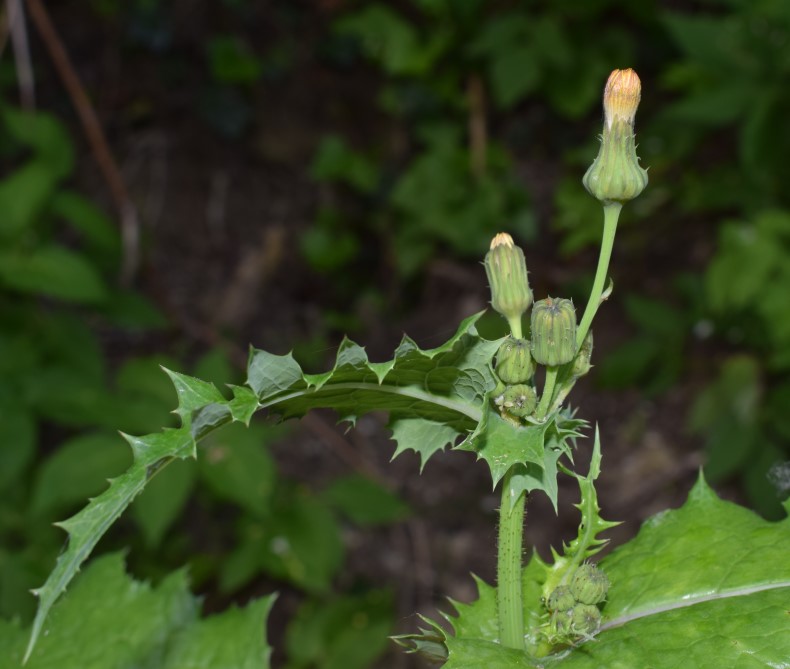 Sonchus asper?