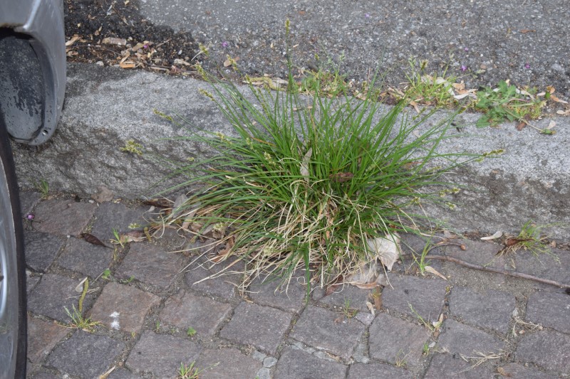 Cyperaceae: Carex divulsa