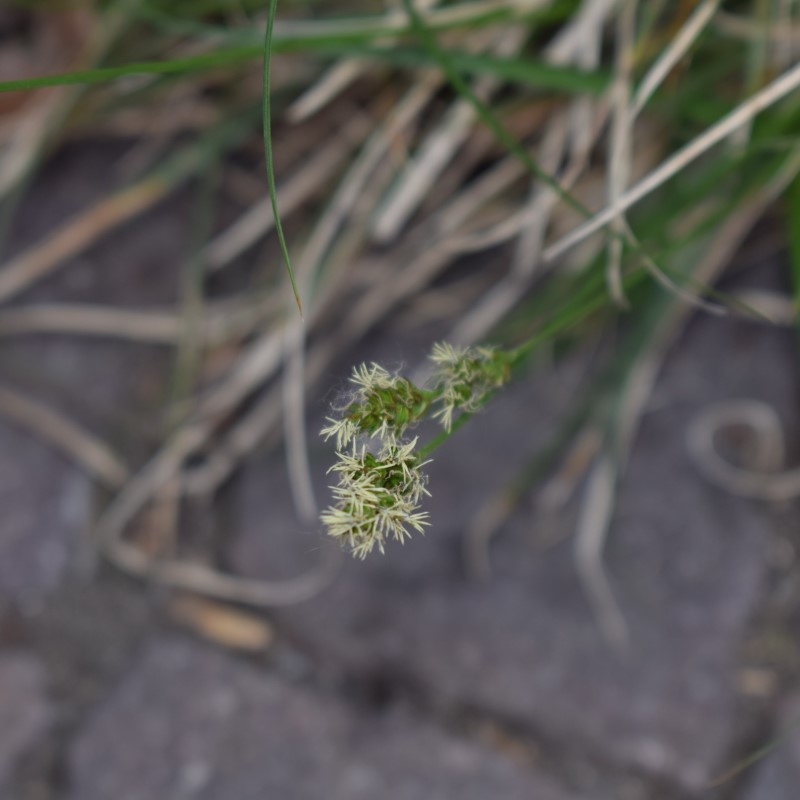 Cyperaceae: Carex divulsa