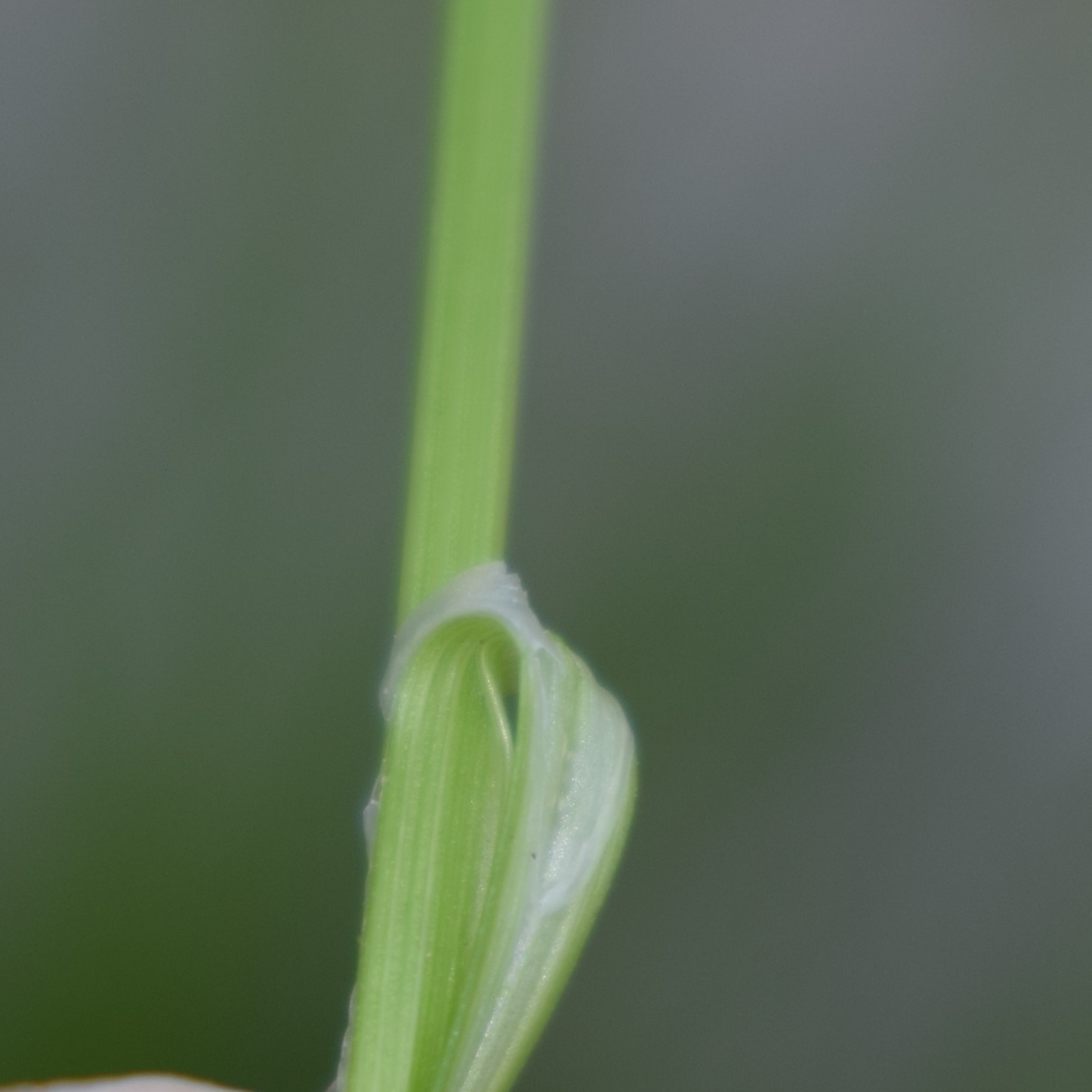 Cyperaceae: Carex divulsa
