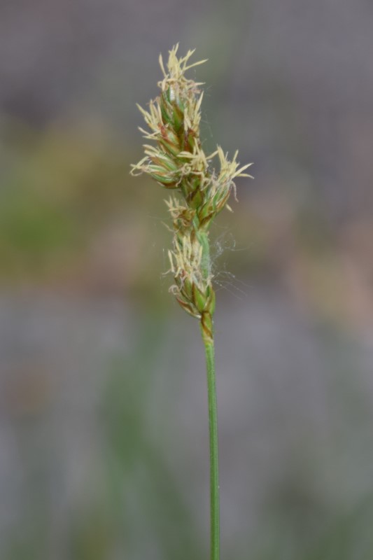 Cyperaceae: Carex divulsa