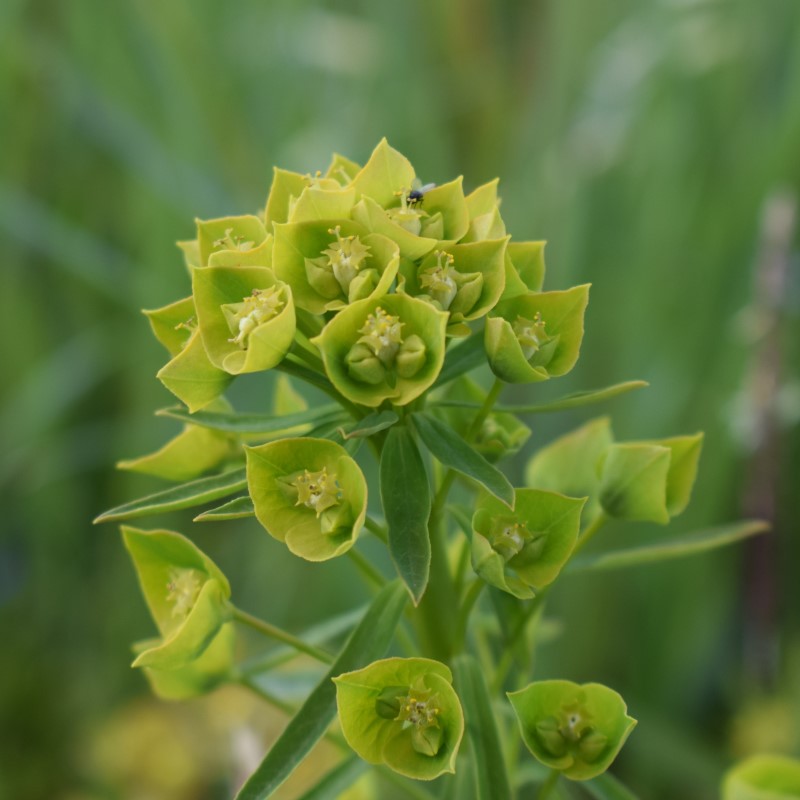 Quale Euphorbia?