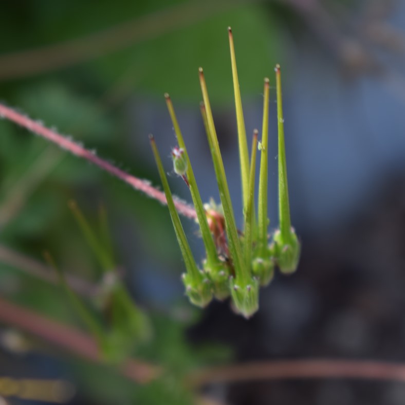 Che pianta ? Erodium cicutarium