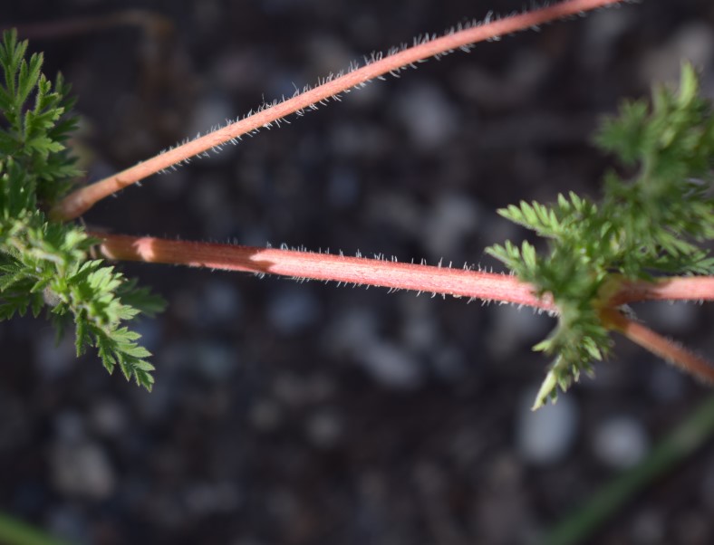 Che pianta �? Erodium cicutarium