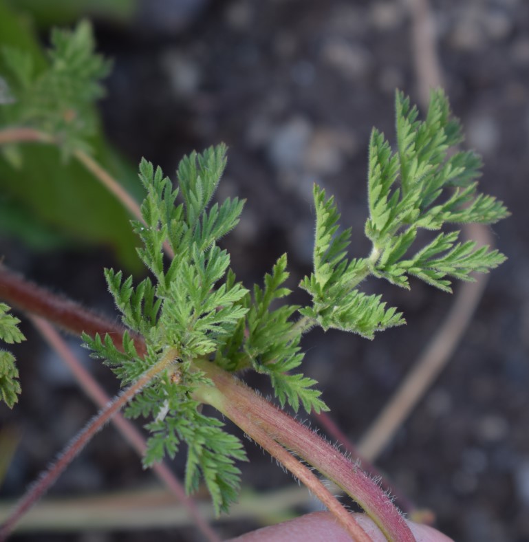 Che pianta �? Erodium cicutarium