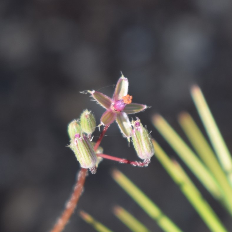 Che pianta �? Erodium cicutarium
