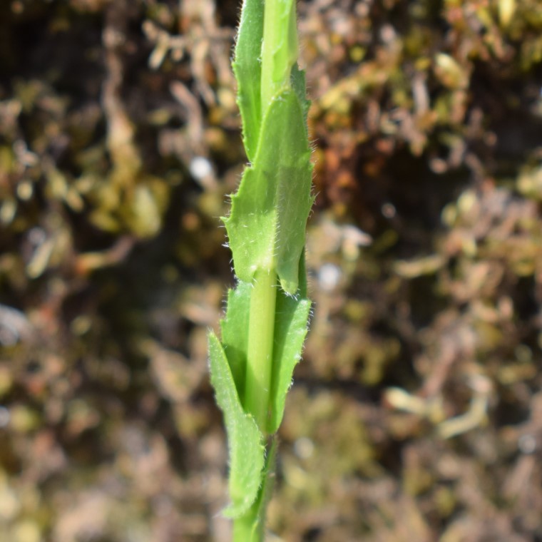 Arabis sp.?   S !