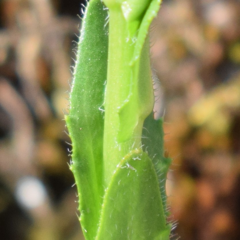 Arabis sp.?   S !