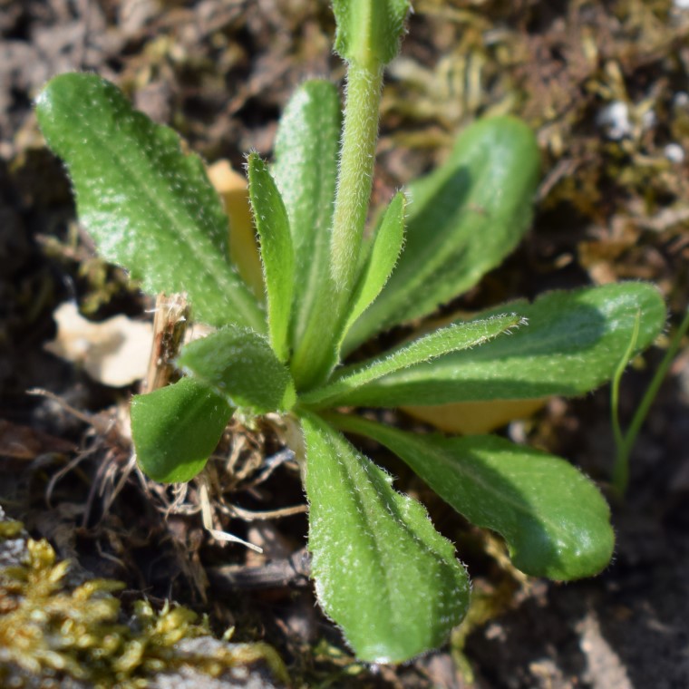 Arabis sp.?   S !