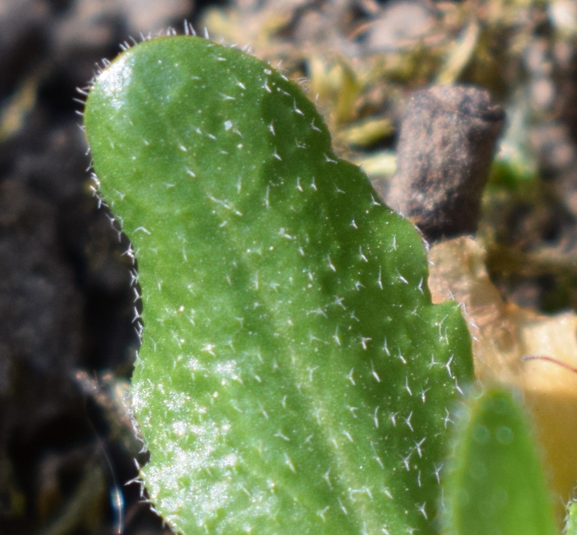 Arabis sp.?   S !