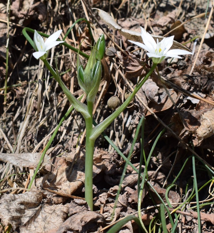 Quale Ornithogalum?