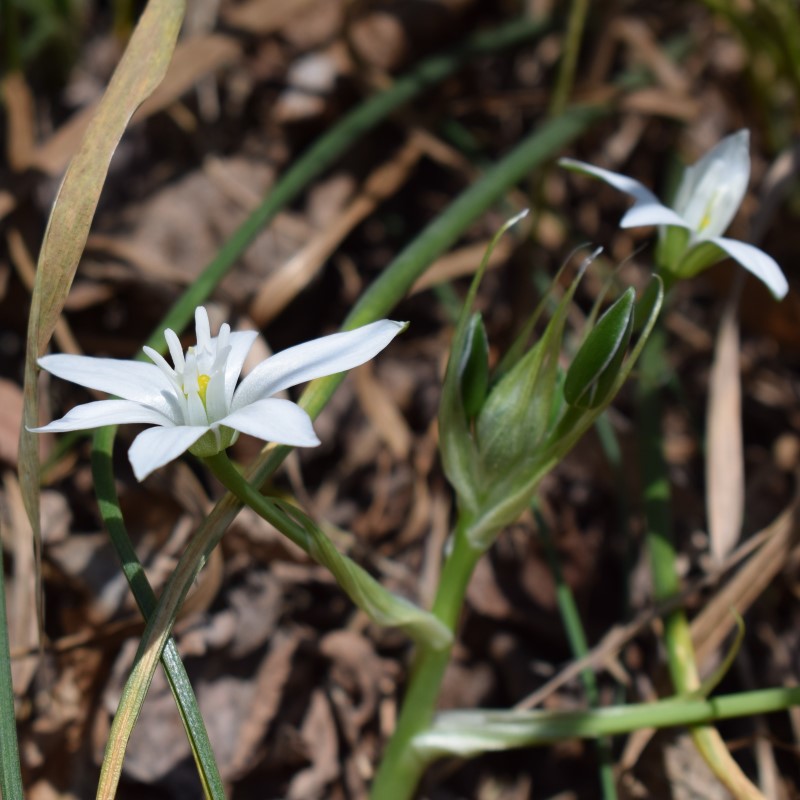 Quale Ornithogalum?