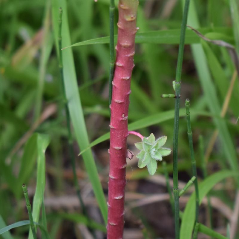 Che pianta �? Euphorbia characias