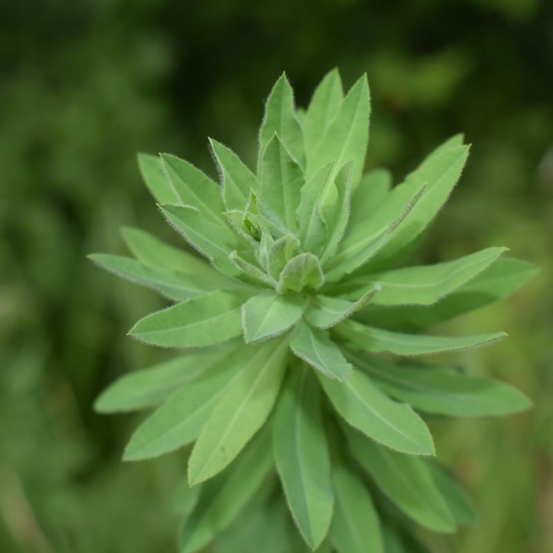 Che pianta �? Euphorbia characias