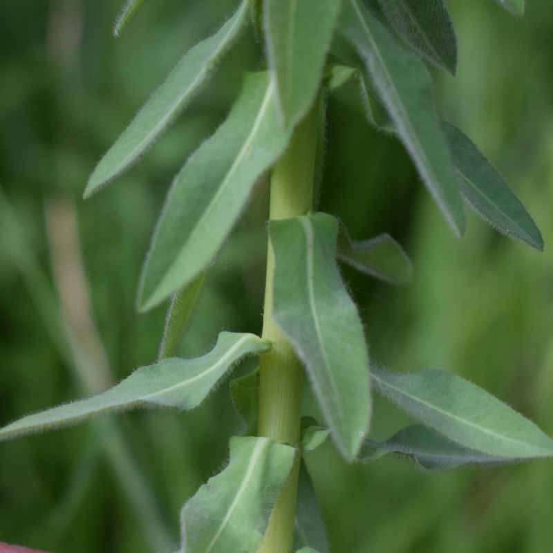 Che pianta �? Euphorbia characias