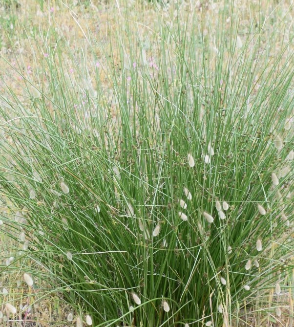 Che pianta ? Scirpoides holoschoenus (Poales Cyperaceae)