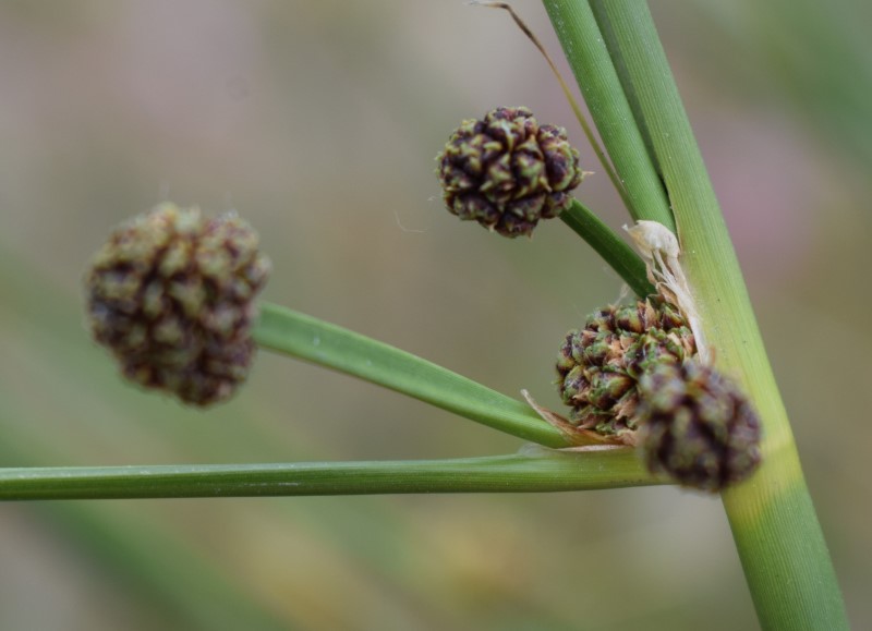 Che pianta ? Scirpoides holoschoenus (Poales Cyperaceae)