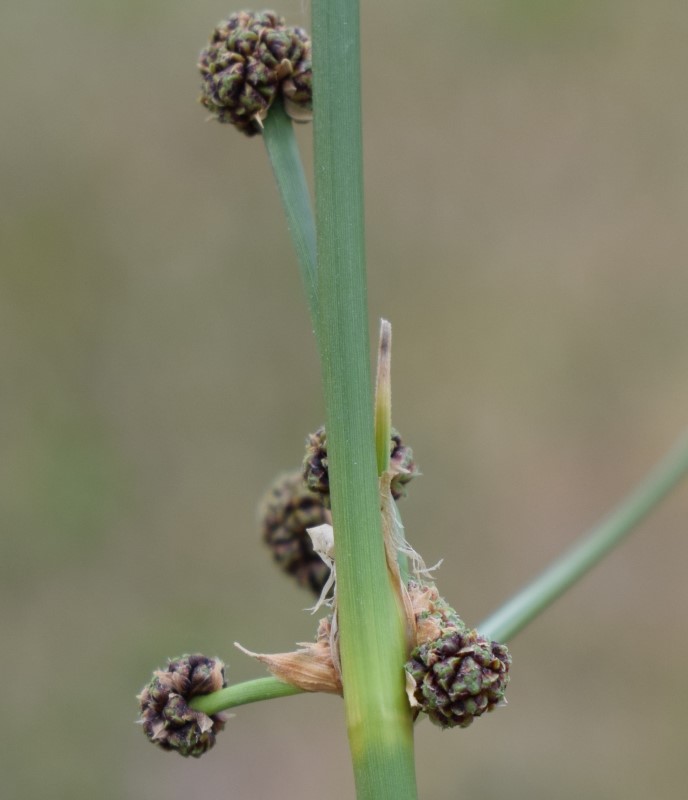 Che pianta ? Scirpoides holoschoenus (Poales Cyperaceae)