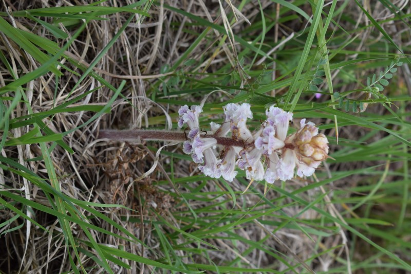 Orobanche