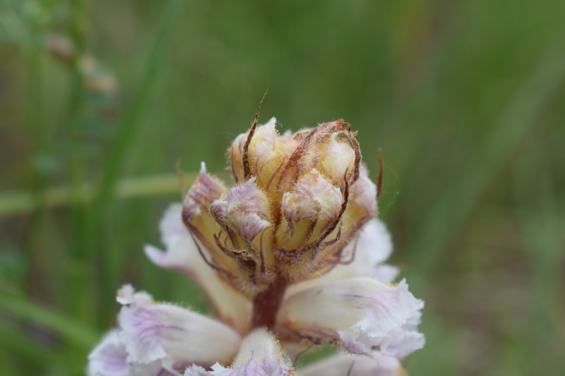 Orobanche