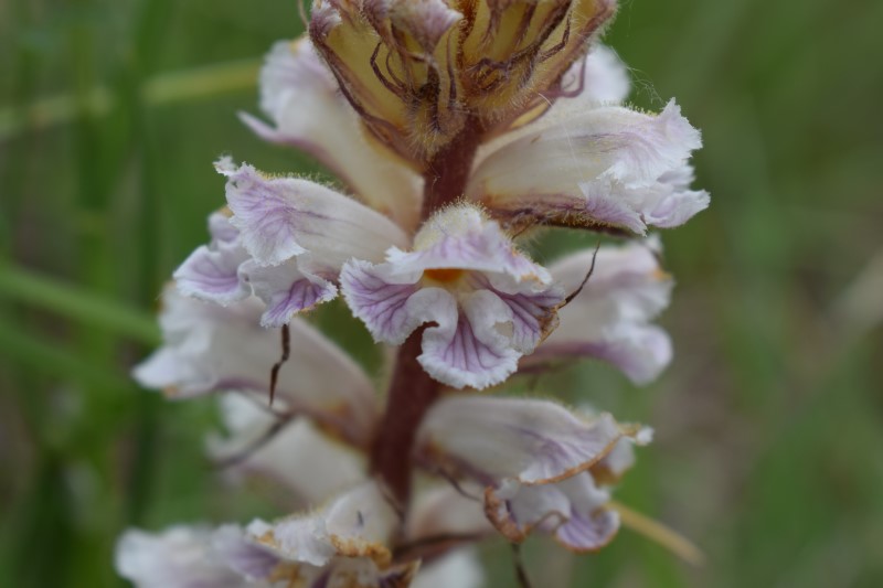 Orobanche