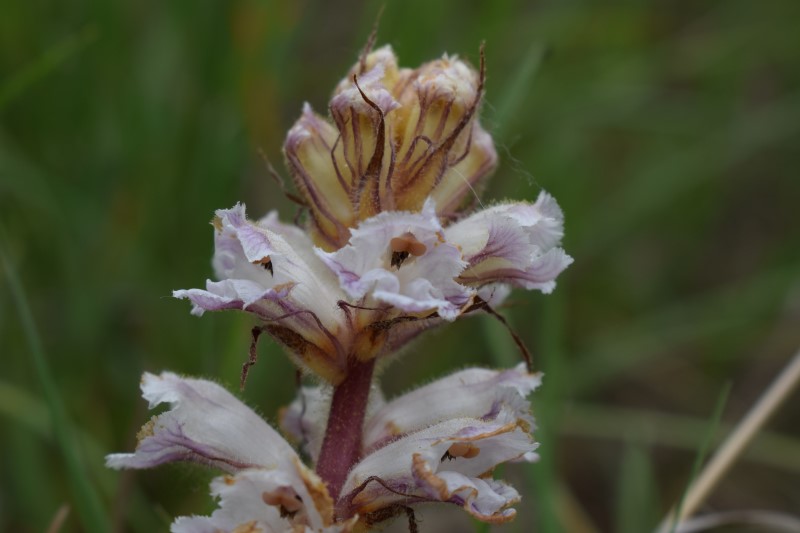 Orobanche