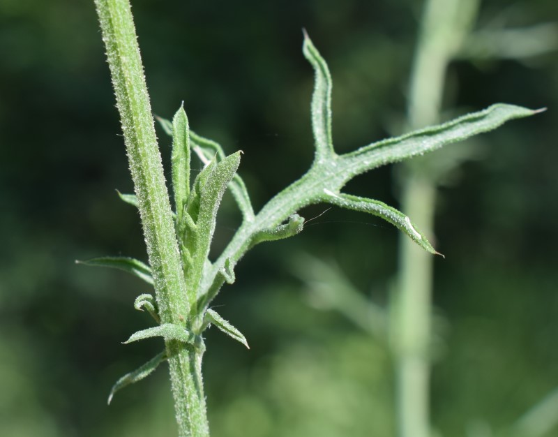 Che pianta ? Centaurea sp.