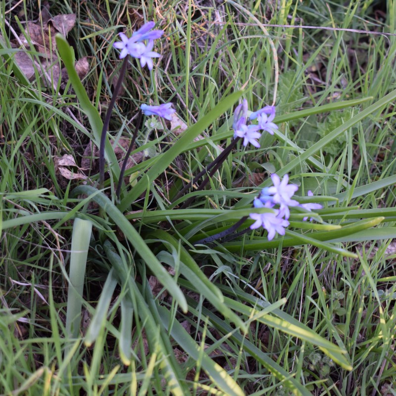 Fiori azzurri: Hyacinthus orientalis subsp. orientalis (Asparagaceae)