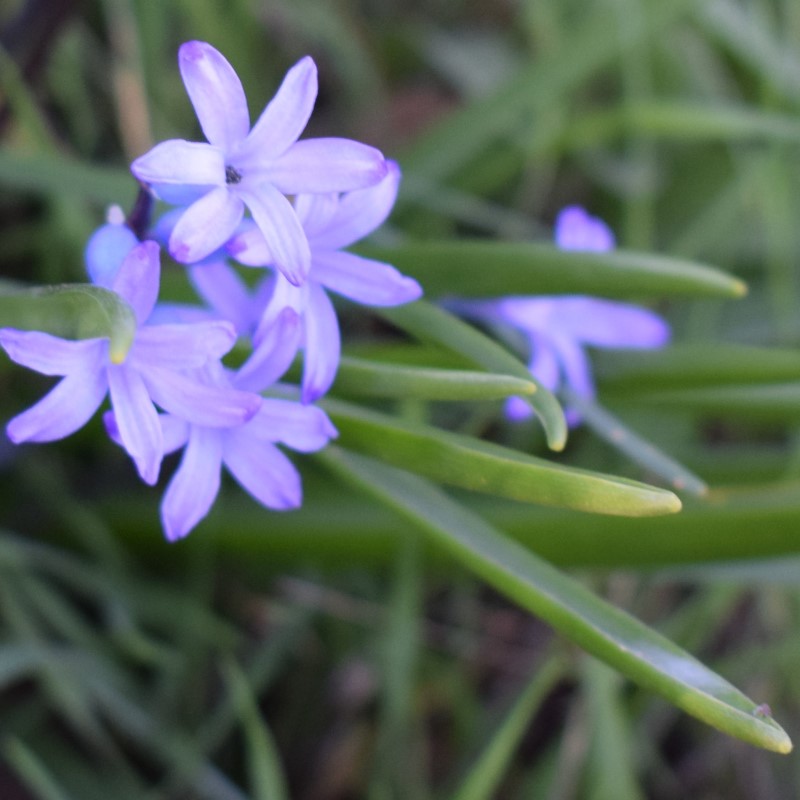 Fiori azzurri: Hyacinthus orientalis subsp. orientalis (Asparagaceae)