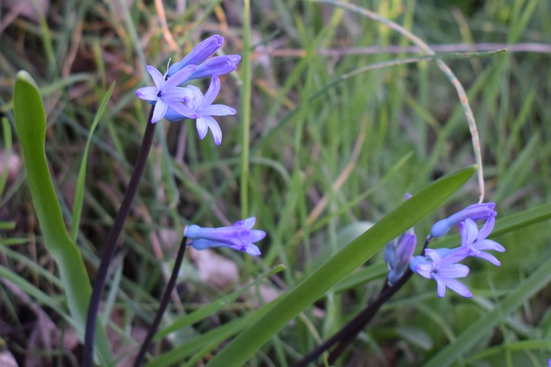 Fiori azzurri: Hyacinthus orientalis subsp. orientalis (Asparagaceae)